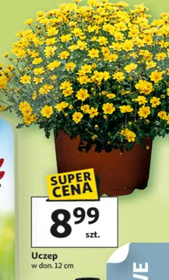 Uczep promocja w Auchan