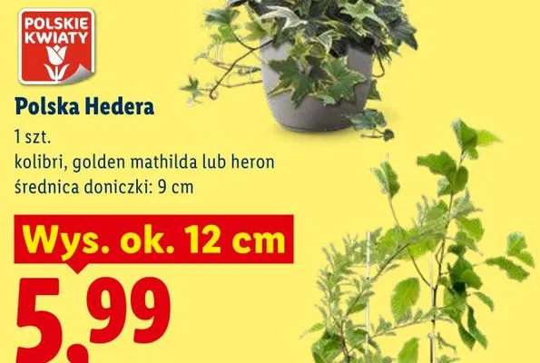 Polska Hedera promocja w Lidl
