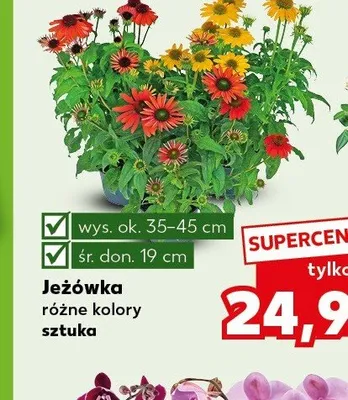 Jeżówka promocja w Kaufland