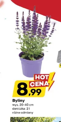 Byliny wys. 20-40cm doniczka: 2l promocja w Bricomarche