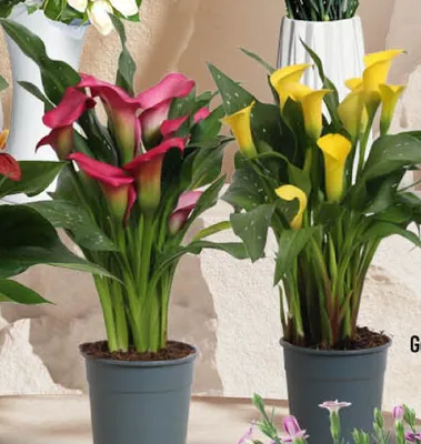 Calla promocja w POLOmarket