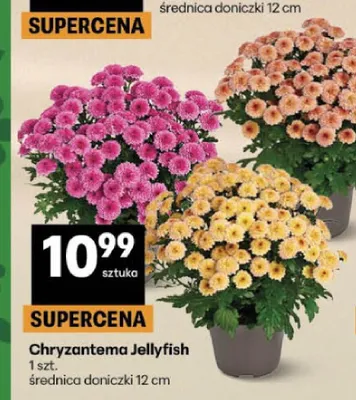 Chryzantema Jellyfish promocja w Delikatesy Centrum