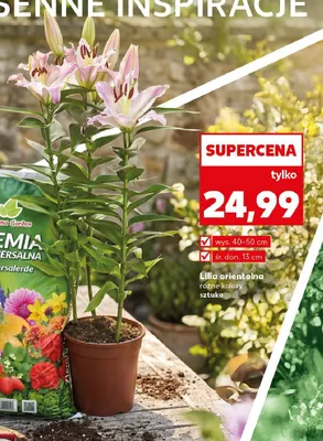 Lilia orientalna wys. 40-50 cm śr. don. 13 cm promocja w Kaufland
