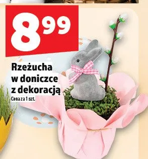 Rzeżucha w doniczce z dekoracją promocja w TOPAZ