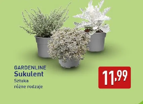 Sukulent Gardenline promocja w Aldi
