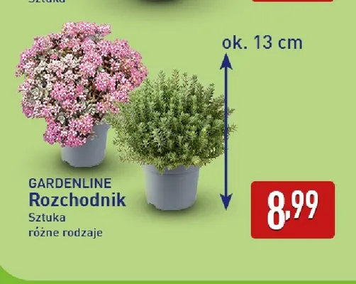 Rozchodnik Gardenline promocja w Aldi