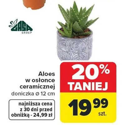 Aloes w osłonce ceramicznej, doniczka Ø 12 cm promocja w Carrefour
