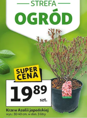 Krzew azalii japońskiej promocja w Auchan