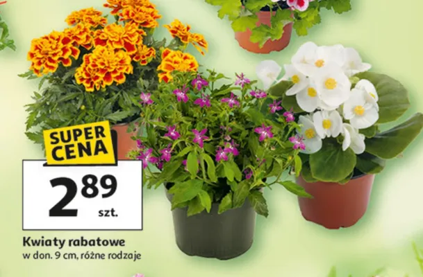 Kwiaty rabatowe promocja w Auchan