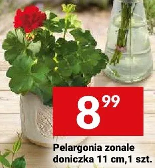 Pelargonia zonale doniczka 11cm promocja w Twój Market