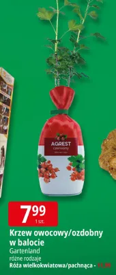 Krzew owocowy/ozdobny w balocie Róża wielkokwiatowa/pachnąca promocja w Leclerc