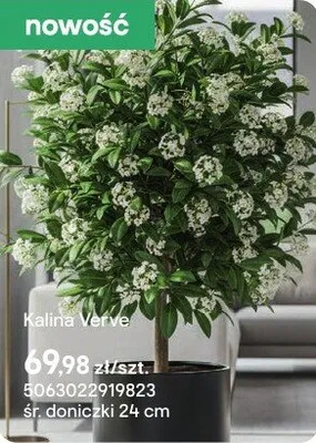 Kalina Verve promocja w Castorama