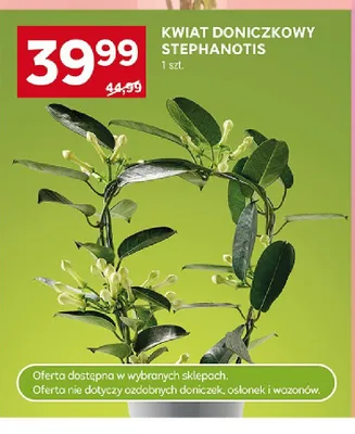 Kwiat doniczkowy Stephanotis promocja w Stokrotka