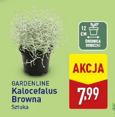 Kalocefalus Browna Gardenline promocja w Aldi