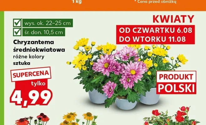 Chryzantema średniokwiatowa promocja w Kaufland