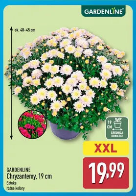 Chryzantemy 19 cm Gardenline promocja w Aldi