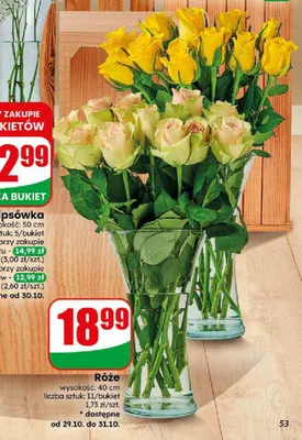 Róże promocja w Dino