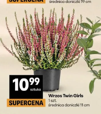 Wrzos Twin Girls promocja w Delikatesy Centrum