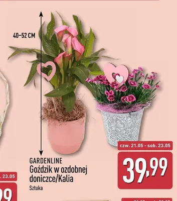 Rośliny GARDENLINE promocja w Aldi