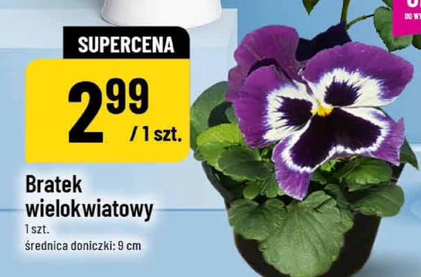 Bratek Bratki wielokwiatowy promocja w POLOmarket
