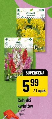 Cebulki kwiatów grupa 1 promocja w POLOmarket