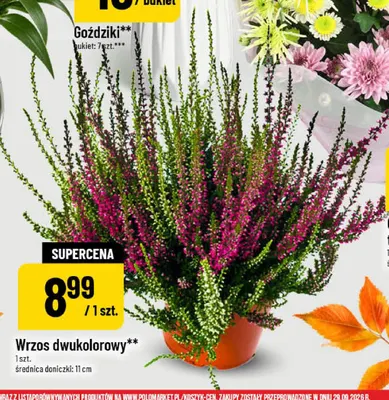 Wrzos dwukolorowy promocja w POLOmarket