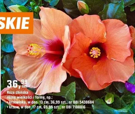 Roślina Róża chińska promocja w OBI