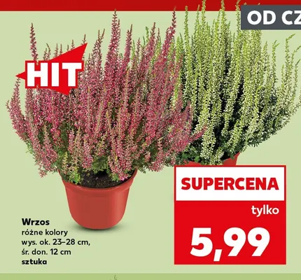 Wrzos promocja w Kaufland