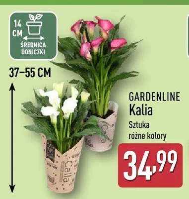 Kalia promocja w Aldi