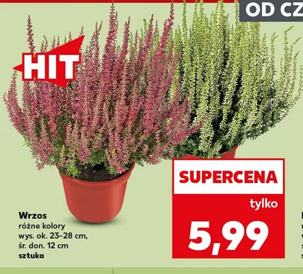 Wrzos promocja w Kaufland