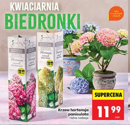 Krzew hortensja paniculata różne rodzaje promocja w Biedronka