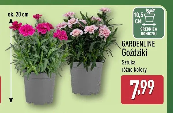 Goździki GARDENLINE promocja w Aldi