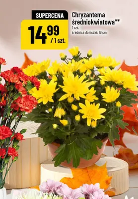 Chryzantema średniokwiatowa promocja w POLOmarket