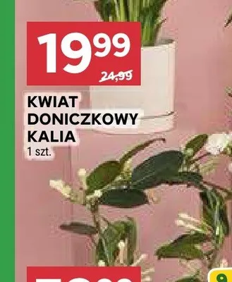 Kwiat doniczkowy kalia promocja w Stokrotka