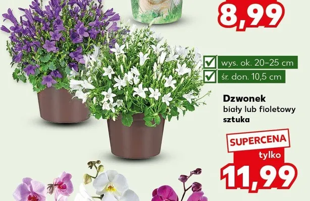 Dzwonek biały lub fioletowy sztuka promocja w Kaufland