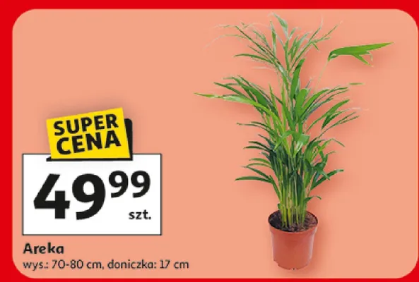 Areka promocja w Auchan