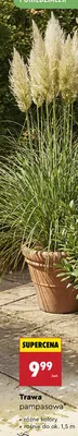 Trawa pampasowa biała promocja w Biedronka