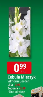 Cebula Mieczyk Lilia/Begonia promocja w Leclerc