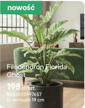 Filodendron Florida Ghost promocja w Castorama