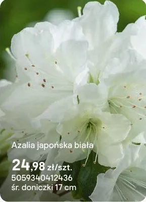 Azalia japońska biała promocja w Castorama