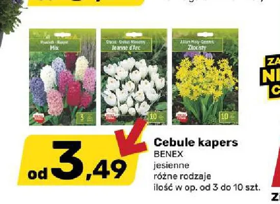 Cebule kwiatowe kapers Benex jesienne promocja w Bricomarche