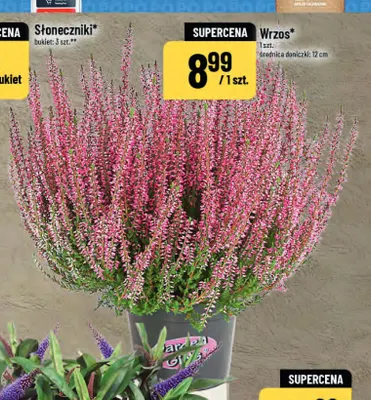 Wrzos promocja w POLOmarket