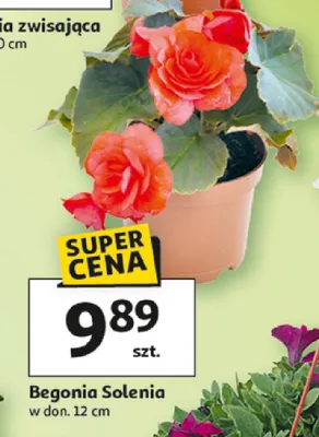 Begonia Solenia w donicy promocja w Auchan