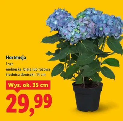 Hortensja Lidl promocja w Lidl