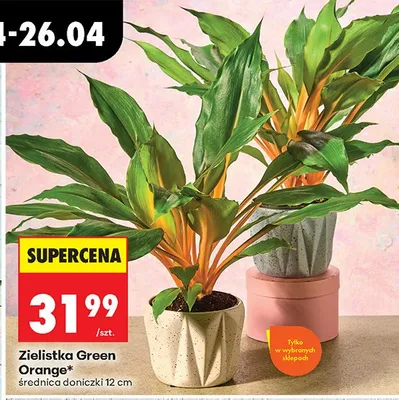 Zielistka Green Orange promocja w Biedronka