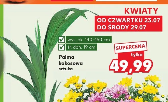 Palma kokosowa promocja w Kaufland
