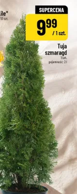 Tuja szmaragd promocja w POLOmarket