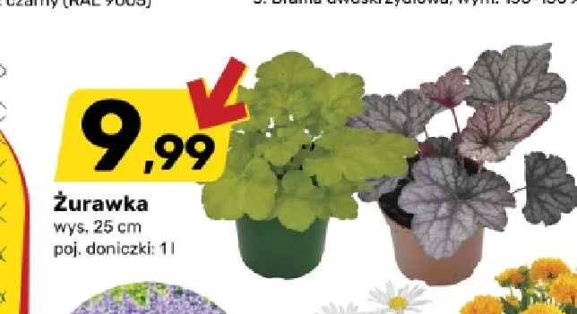 Żurawka promocja w Bricomarche
