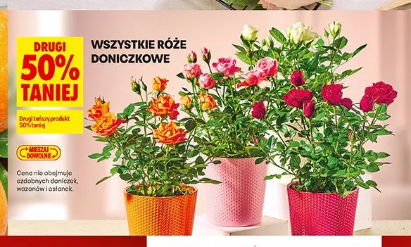Róże doniczkowe promocja w Biedronka