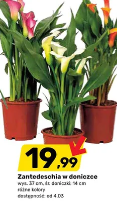 Zantedeschia w doniczce promocja w Bricomarche